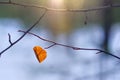 Single Orange Autumn Curved Leaf, Bare Branches, Winter Forest At Sunset. Backlit, Lens Flare. Loneliness, Last Of A Breed Conce Royalty Free Stock Photo