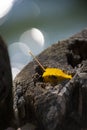 Single orange autumn leaf in an old stump with lensflare from lake Royalty Free Stock Photo