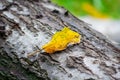 Single orange autumn leaf on tree bark concept