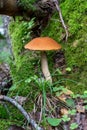 Single orange birch bolete (Leccinum versipelle) mushroom. in forest Royalty Free Stock Photo