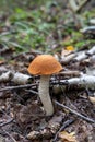 Single orange birch bolete (Leccinum versipelle) mushroom in forest Royalty Free Stock Photo