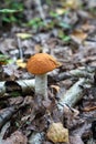 Single orange birch bolete (Leccinum versipelle) mushroom in forest Royalty Free Stock Photo