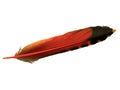 Single orange and black feather of flicker bird Royalty Free Stock Photo