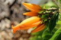 A single orange bloom of a gold finger flower.