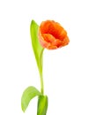 A single orange blooming tulip Royalty Free Stock Photo