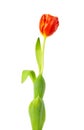 A single tulip Royalty Free Stock Photo