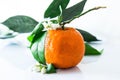 Single orange with blossoms and leaves Royalty Free Stock Photo