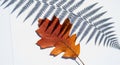 A single orange-brown oak leaf (Quercus species) rests on a white surface. The textured leaf is Royalty Free Stock Photo