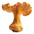 A Single Orange Chanterelle Mushroom on a Black Background Royalty Free Stock Photo