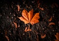 Single orange colourful dead fallen maple leaf in autumn resting on the dark tarmac. Royalty Free Stock Photo