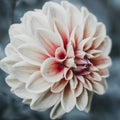 Single orange Dahlia flower with bokeh background Royalty Free Stock Photo