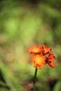 Single Orange Dandelion Growing on a Lawn