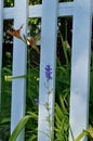 Single orange day lily and purple larkspur delphinium on white picket fence vertical
