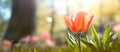 A single orange tulip thrives in the grass of a park Royalty Free Stock Photo