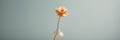 A single orange flower in a clear vase. Generative AI image.