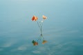 a single orange flower floating in the middle of a body of water Royalty Free Stock Photo