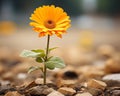 a single orange flower growing out of the ground Royalty Free Stock Photo