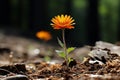 a single orange flower growing out of the ground Royalty Free Stock Photo