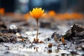 a single orange flower growing out of a puddle of water Royalty Free Stock Photo