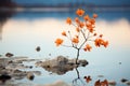 a single orange flower growing out of a rock in the water Royalty Free Stock Photo