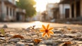 a single orange flower sits on the ground in front of a building Royalty Free Stock Photo