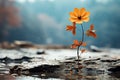 a single orange flower is standing on a rock in the water Royalty Free Stock Photo