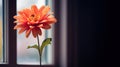 A single orange flower in a vase by the window, AI