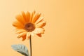 a single orange flower on a yellow background Royalty Free Stock Photo