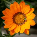 A single orange gazania flower closeup Royalty Free Stock Photo