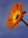 Single Orange Gerber Daisy Flower Head Royalty Free Stock Photo