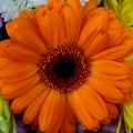 Single Orange Gerbera Daisey Royalty Free Stock Photo