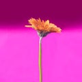 A single orange gerbera daisy on stunning magenta background. single orange gerbera daisy on stunning magenta background Royalty Free Stock Photo