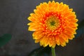 Single orange gerbera flower on background Royalty Free Stock Photo