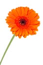 Single orange gerbera flower closeup Royalty Free Stock Photo