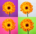 Single orange gerbera flower on different backgrounds Royalty Free Stock Photo