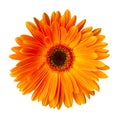 Single orange gerbera flower isolated on white background Royalty Free Stock Photo