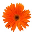 Single orange Gerbera flower isolated on white background Royalty Free Stock Photo