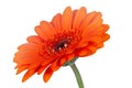 Single orange gerbera flower, shallow DOF Royalty Free Stock Photo