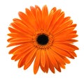Single orange gerbera isolated on white background Royalty Free Stock Photo