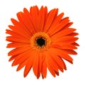 Single orange gerbera isolated on white background