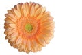 Single orange gerbera flower or Asteraceae familyr Royalty Free Stock Photo