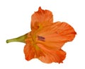 Single orange gladiolus flower on white Royalty Free Stock Photo