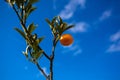 Single Orange Growing on Branch Isolated Against Bright Blue Sky Florida Weather Royalty Free Stock Photo