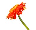 Single Orange Herbera isolated on white Royalty Free Stock Photo