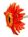 Single Orange Herbera isolated on white Royalty Free Stock Photo