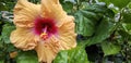 Single orange Hibiscus flower is full bloom Royalty Free Stock Photo