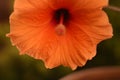 Single of orange hibiscus flowers Royalty Free Stock Photo