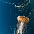 Chrysaora jellyfish close-up