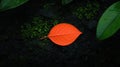 A single orange leaf rests on a bed of green moss. Royalty Free Stock Photo