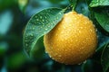 Single orange with a leaf on top Royalty Free Stock Photo